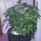 Tangie'matic Auto feminisierte Samen (Fast Buds)