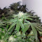 Big Devil F1 Fast Version strain