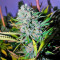 Deep Cheese (Dinafem Seeds) Cannabis-Samen