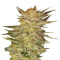 Ice Cream (Paradise Seeds) Cannabis-Samen