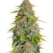 Papa's Candy (Eva Seeds) Cannabis-Samen