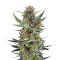 Royal Dwarf Auto (RQS) Cannabis-Samen