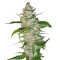 Swiss Cheese (Nirvana Seeds) Cannabis-Samen