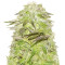 White Widow (Pyramid Seeds) Cannabis-Samen