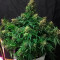 Auto Glueberry O.G. feminisierte Samen