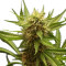 Northern Light (RQS) Cannabis-Samen