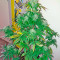Bubba Kush Autoflowering (Dinafem Seeds) Cannabis-Samen