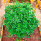 Russian Snow (Vision Seeds) Cannabis-Samen