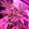 Swiss Cheese (Nirvana Seeds) Cannabis-Samen