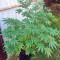 Wild Thailand (World of Seeds) Cannabis-Samen