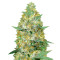 Auto Caramelino (Victory Seeds) Cannabis-Samen
