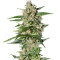 Damnesia Autoflowering (Strain Hunters) Cannabis-Samen