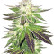 Remo Chemo (Dinafem Seeds) Cannabis-Samen