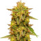 Royal Domina (RQS) Cannabis-Samen