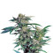 Skunk Kush (Sensi Seeds) Cannabis-Samen
