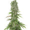 White Strawberry Skunk (Strain Hunters) Cannabis-Samen