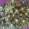 Anesthesia (Pyramid Seeds) Cannabis-Samen