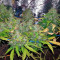 Auto Lennon (Pyramid Seeds) Cannabis-Samen
