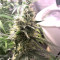 Blueberry Cheesecake (Female Seeds) Cannabis-Samen