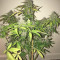 Crystal METH Auto (Fast Buds) Cannabis-Samen