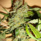 Euphoria CBD (RQS) Cannabis-Samen