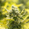 The Incredible Bulk feminisierte Samen (Dr. Krippling Seeds)