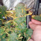 Big Devil Auto (Sweet Seeds) Cannabis-Samen