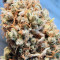 Big Foot (Sweet Seeds) Cannabis-Samen