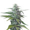 Blue Mystic regular (Nirvana Seeds) Cannabis-Samen