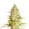 Critical VIP (VIP seeds) Cannabis-Samen