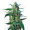 Ice Cool Auto (Sweet Seeds) Cannabis-Samen