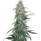 Shiva Skunk (Sensi Seeds) Cannabis-Samen