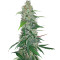 Shiva Skunk regular (Sensi Seeds) Cannabis-Samen
