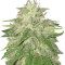 Super Hash (Pyramid Seeds) Cannabis-Samen