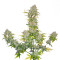 Sweet Cheese Auto (Sweet Seeds) Cannabis-Samen