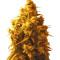 Cannatonic (Resin Seeds) Cannabis-Samen