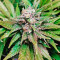 Northern Lights (00 Seeds) Cannabis-Samen