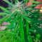 Vertigo Auto (Paradise Seeds) Cannabis-Samen
