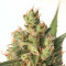Calamity Jane Auto (Buddha Seeds)