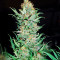 Critical Jack (Dinafem Seeds) Cannabis-Samen