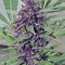 Frisian Dew (Dutch Passion) Cannabis-Samen