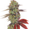 King’s Kush Auto (GHS) Cannabis-Samen