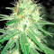 Original Amnesia (Dinafem Seeds) Cannabis-Samen