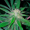 Pakistan Valley (World of Seeds) Cannabis-Samen