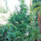 South African Kwazulu cannabis strain