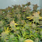 Wild Thailand (World of Seeds) Cannabis-Samen