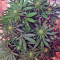 King’s Kush (GHS) Cannabis-Samen