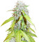 Auto Northern Lights (Pyramid Seeds) Cannabis-Samen