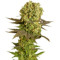 Motavation regular (Serious Seeds) Cannabis-Samen