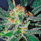 Amnesi-K Lemon strain